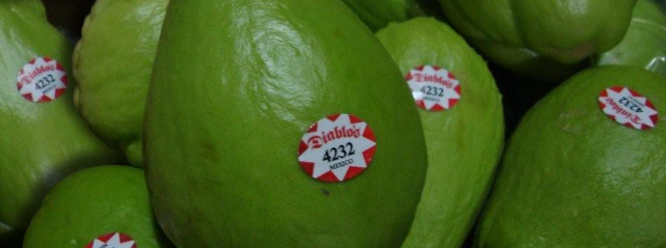 Chayote